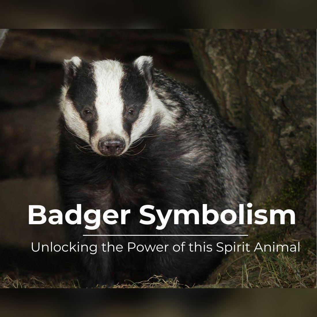 badger symbolism