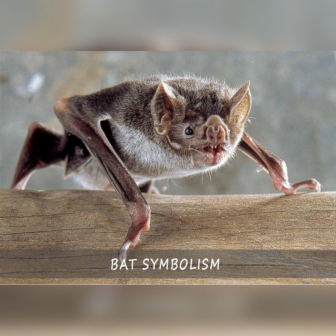 bat symbolism