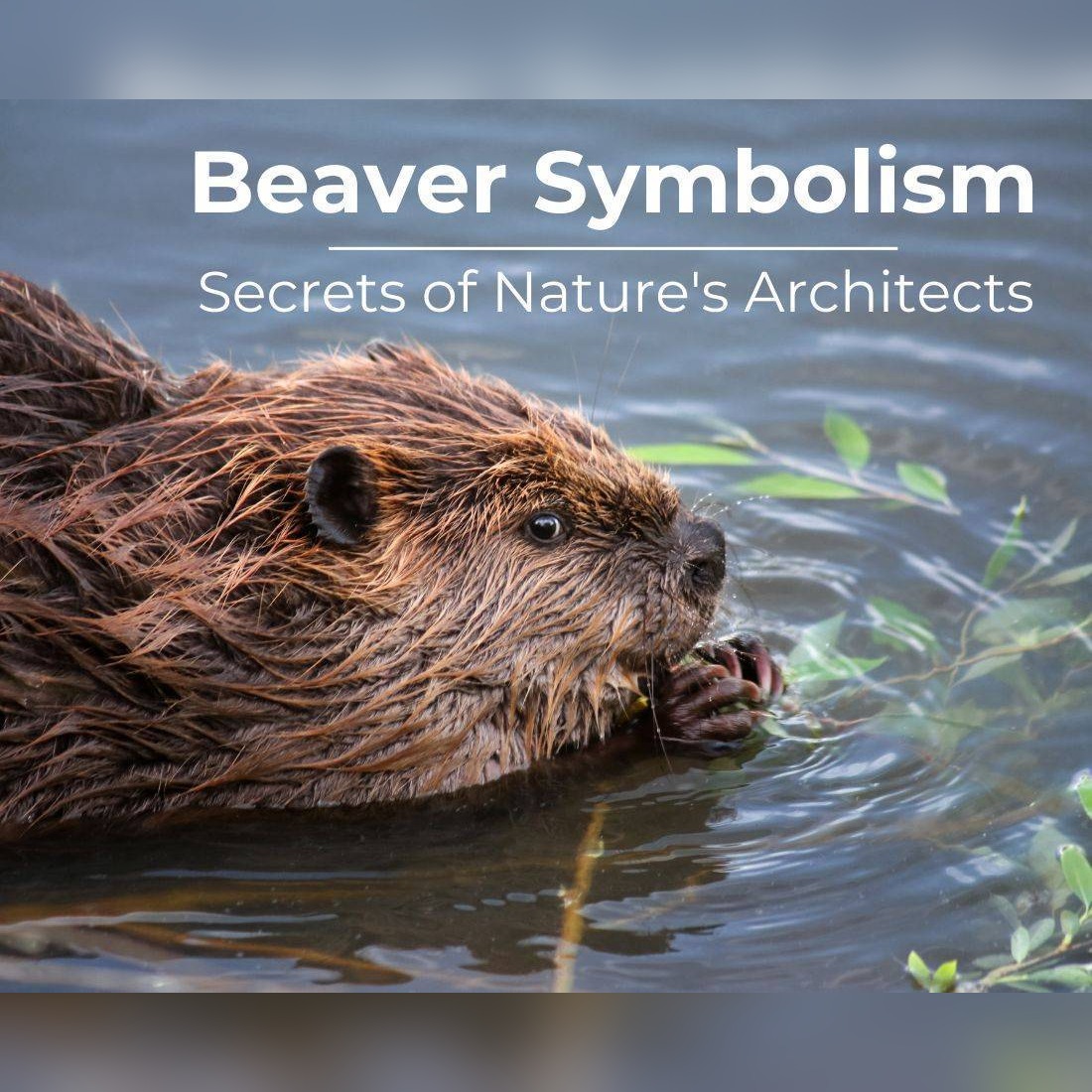 Unveiling Beaver Spiritual Meaning and Symbolism