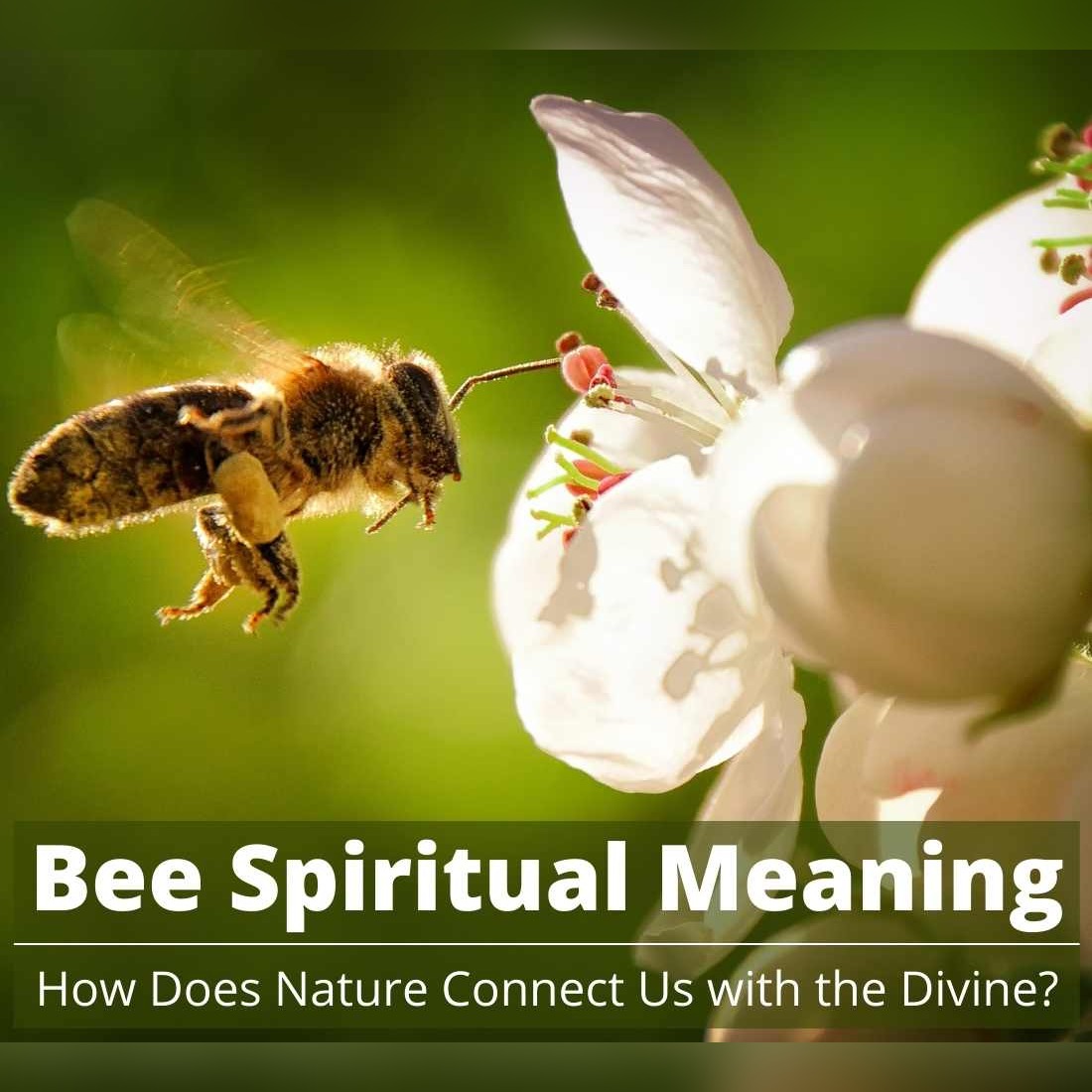 bee spiritual meaning