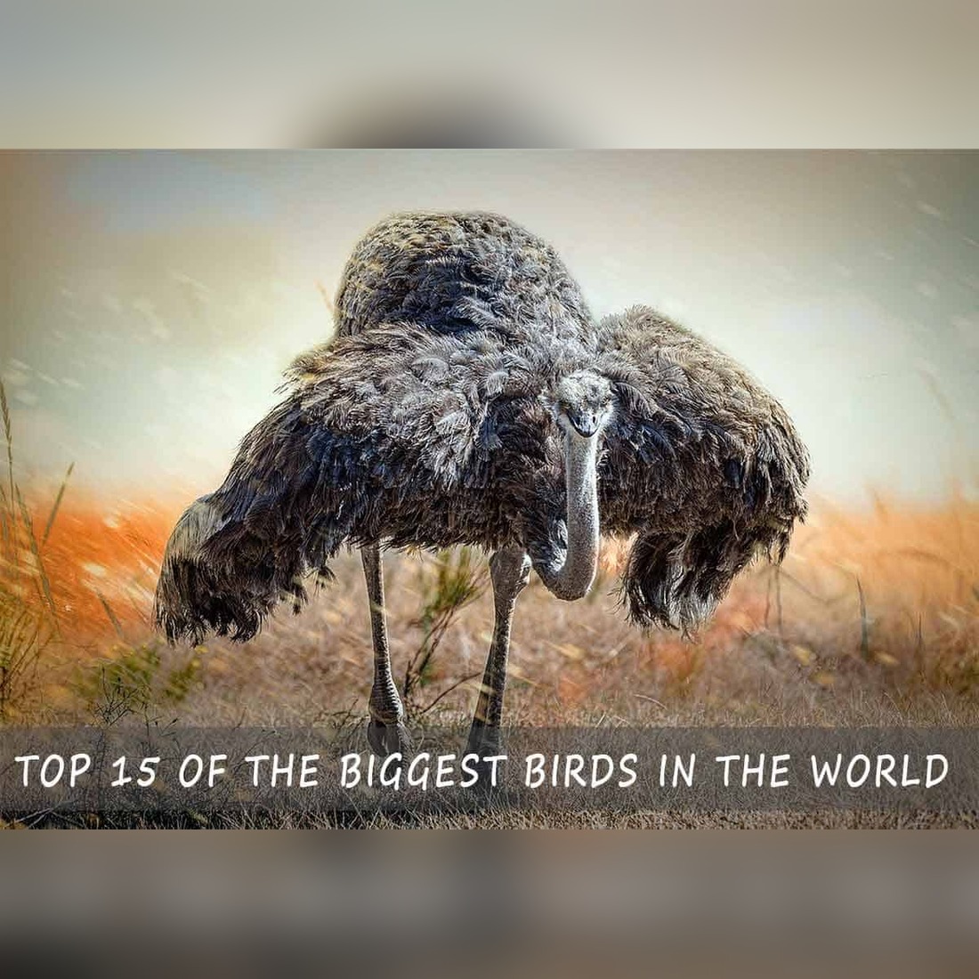 Biggest Birds in the World