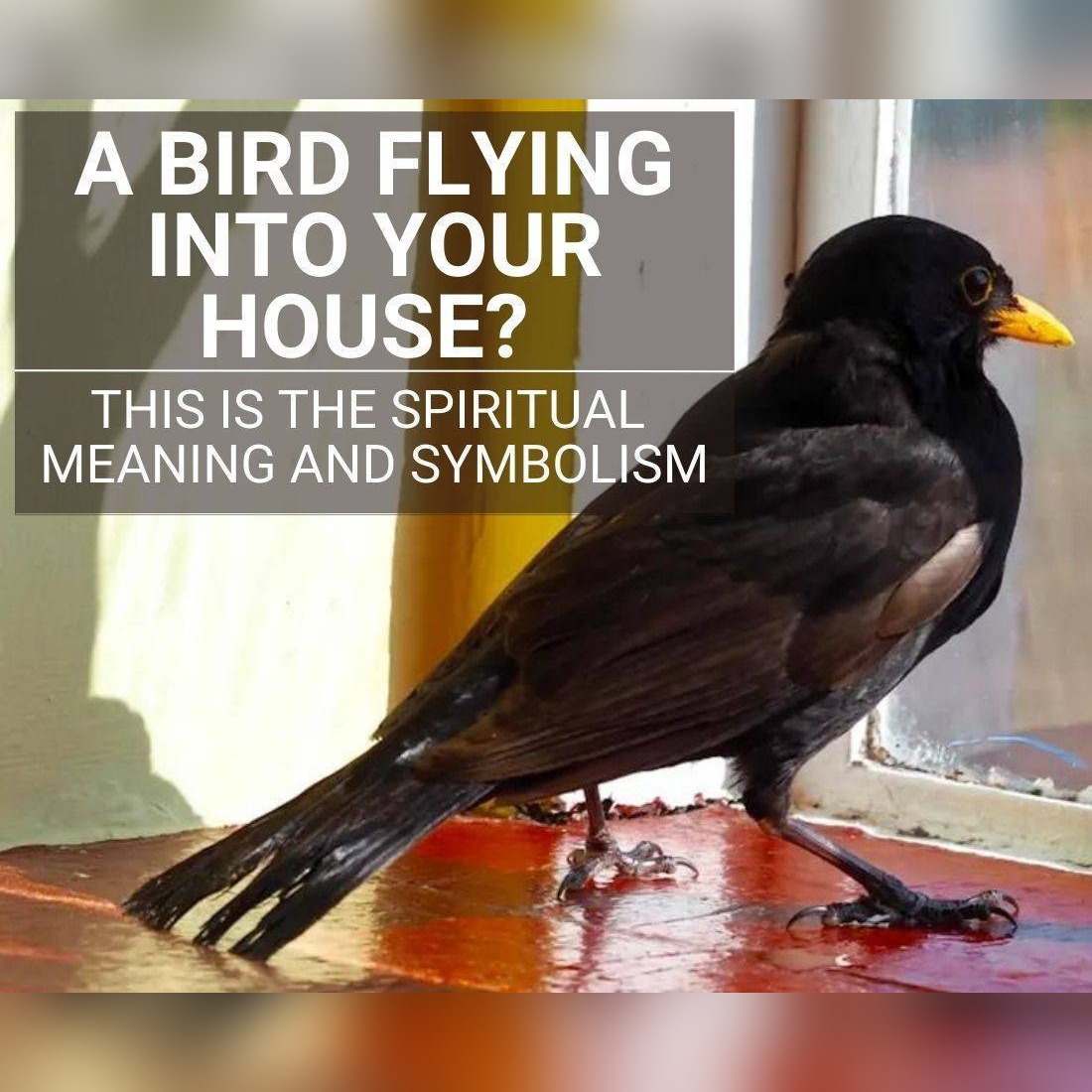 Bird in Your House: What It Really Means When a Bird Visits