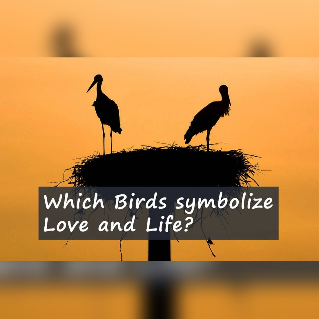 bird-symbilism-stork-for-life