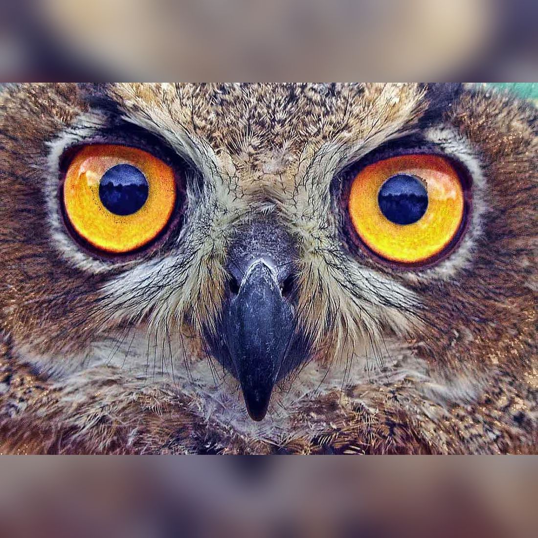 Bird-Vision