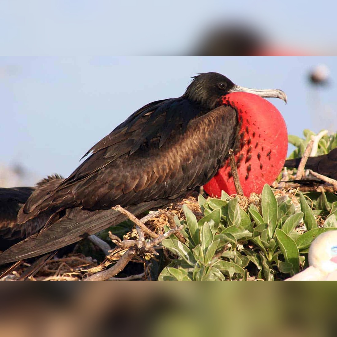 Birds of Maui