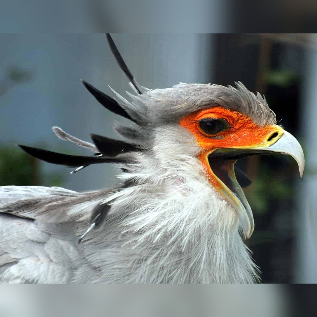 Birds of prey Africa