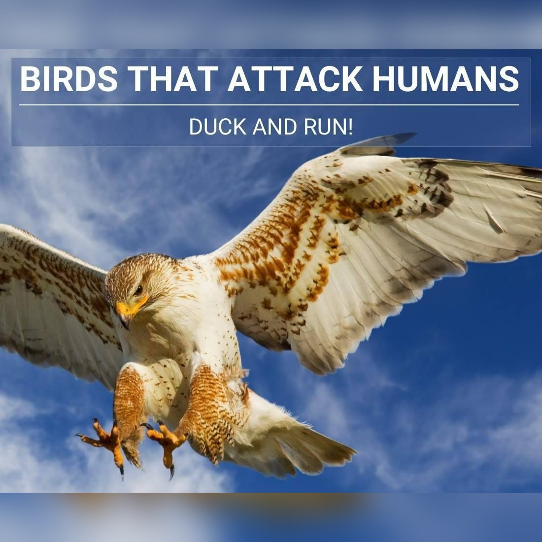 birds that attack humans