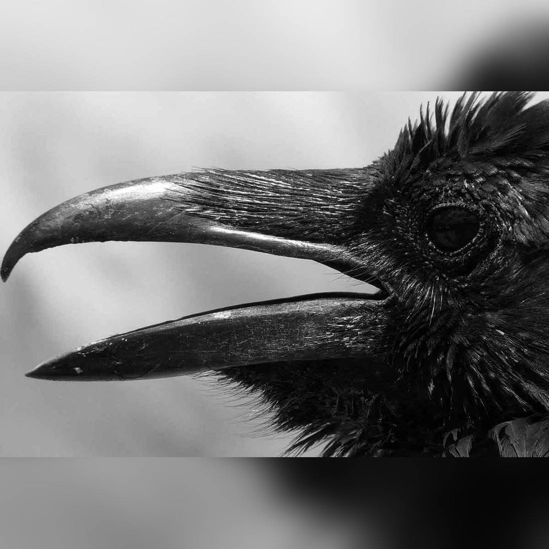 Birds That Bring Bad Luck