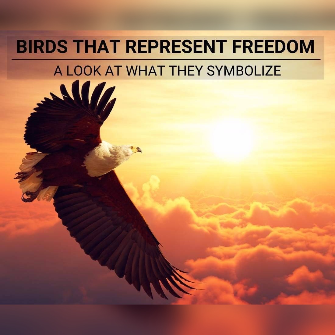 Birds That Represent Freedom