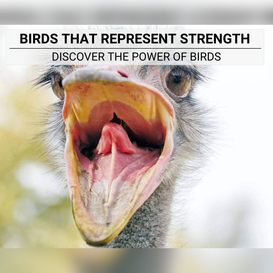 Birds That Represent Strength
