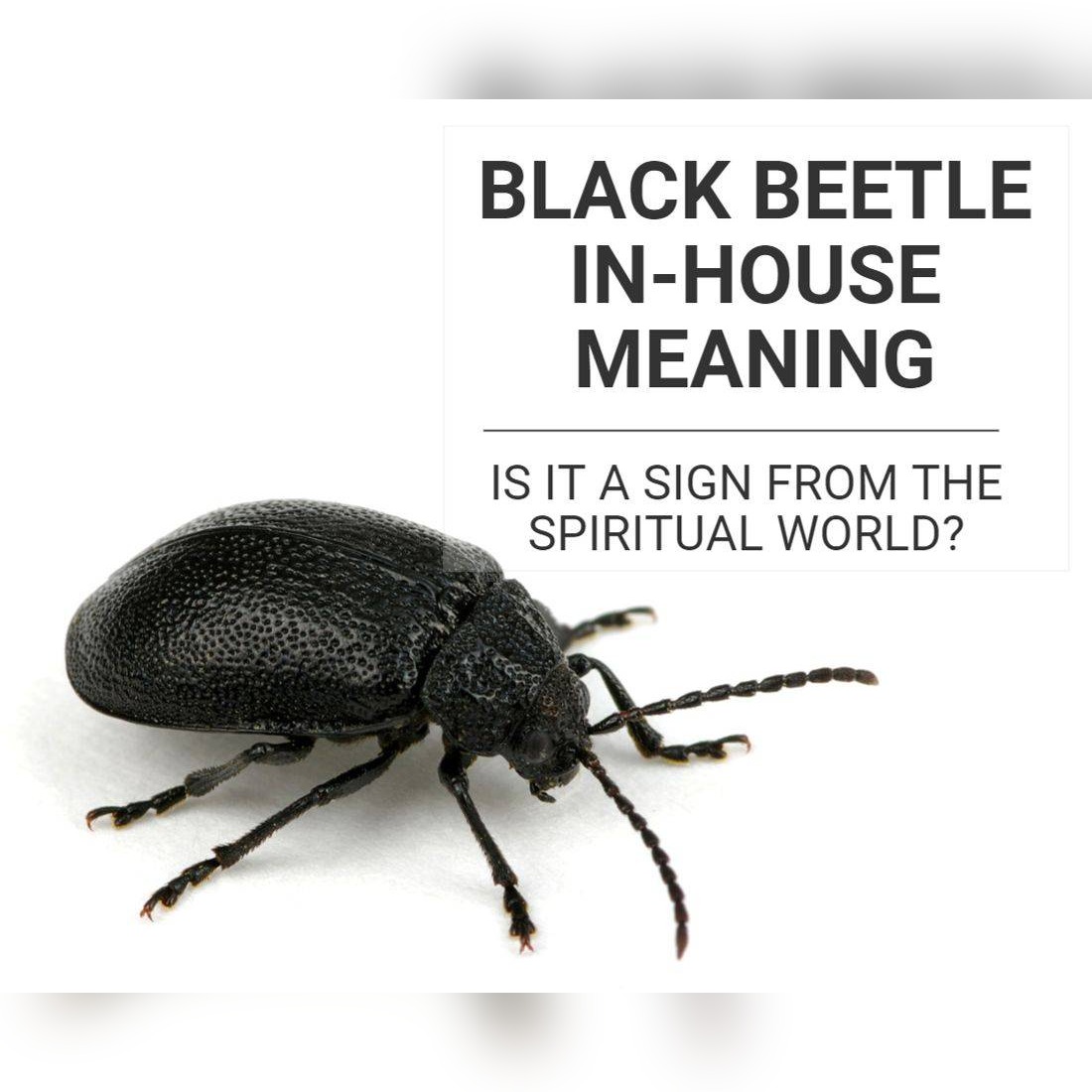 Black Beetle In-House Meaning