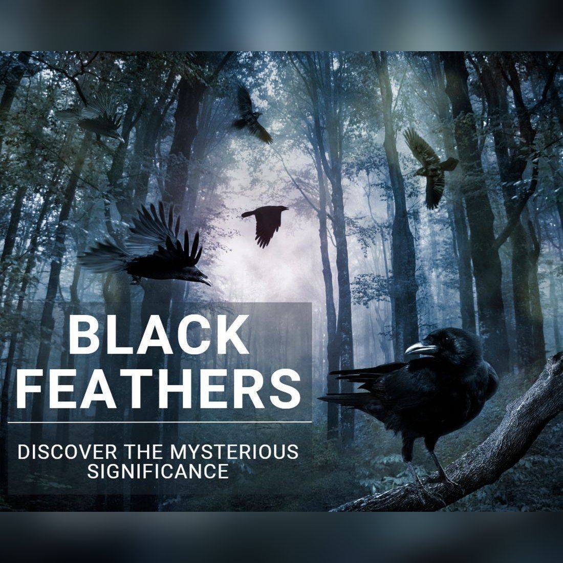 Black Feather Symbolism: Discover the Mysterious Spiritual Meaning and Significance
