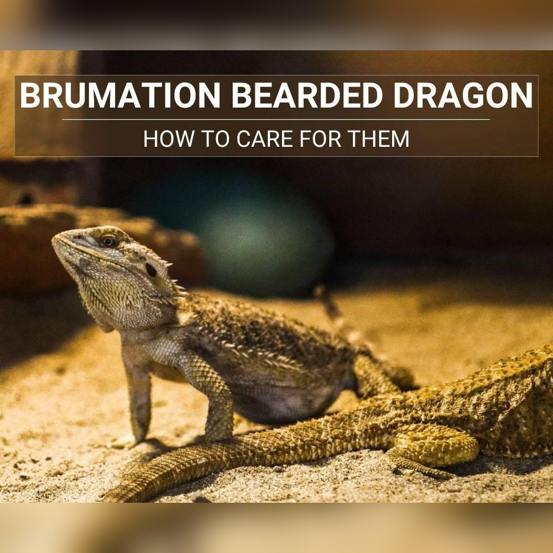 Brumation Bearded Dragon
