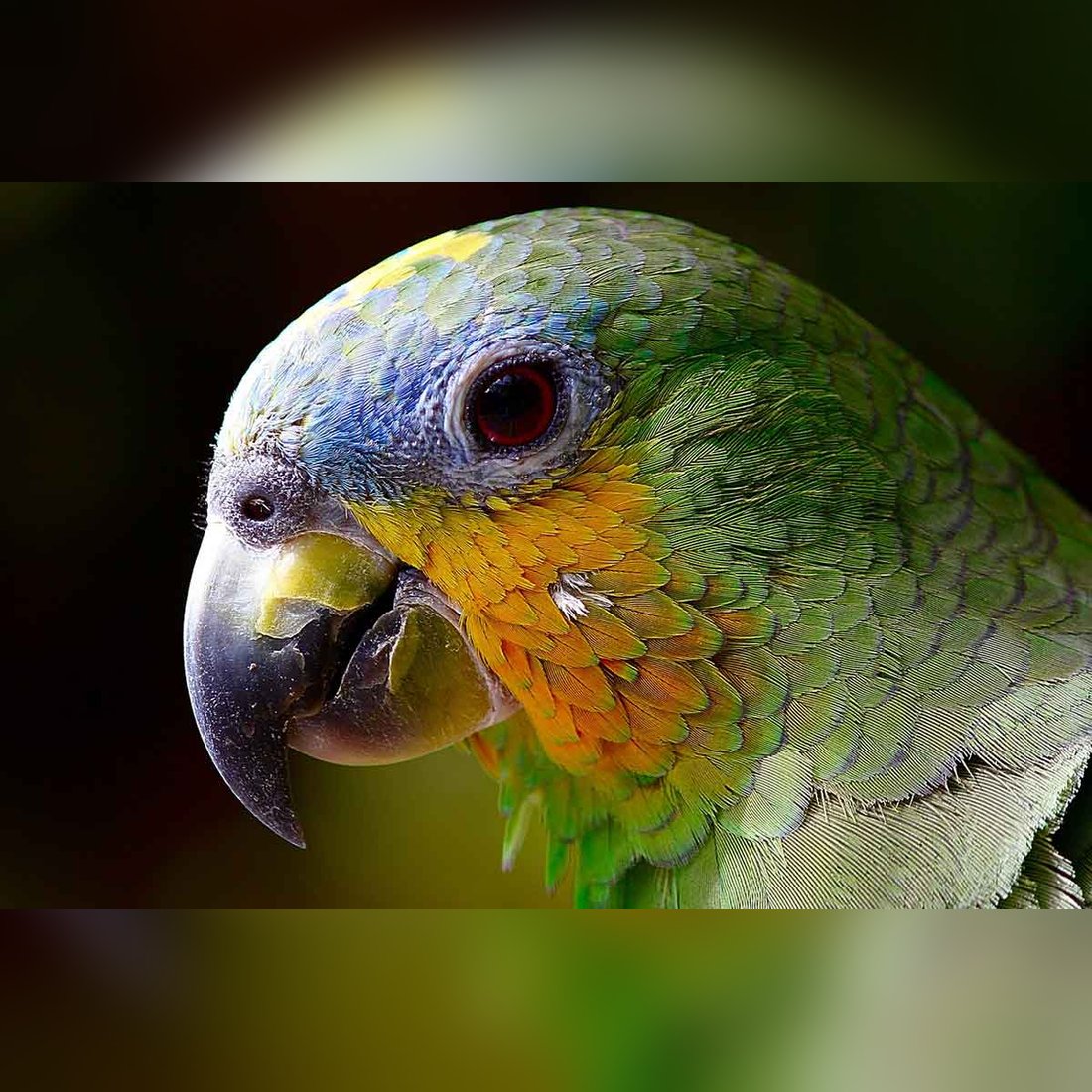 can birds smell