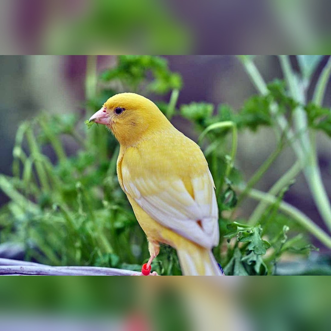 canary symbolism