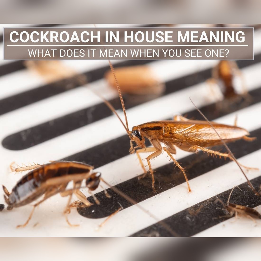 Uninvited Messengers: The Profound Spiritual Meaning of Cockroaches in Your Home