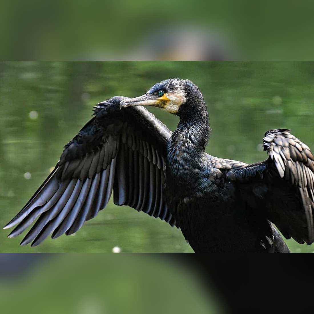 cormorant-symbolism