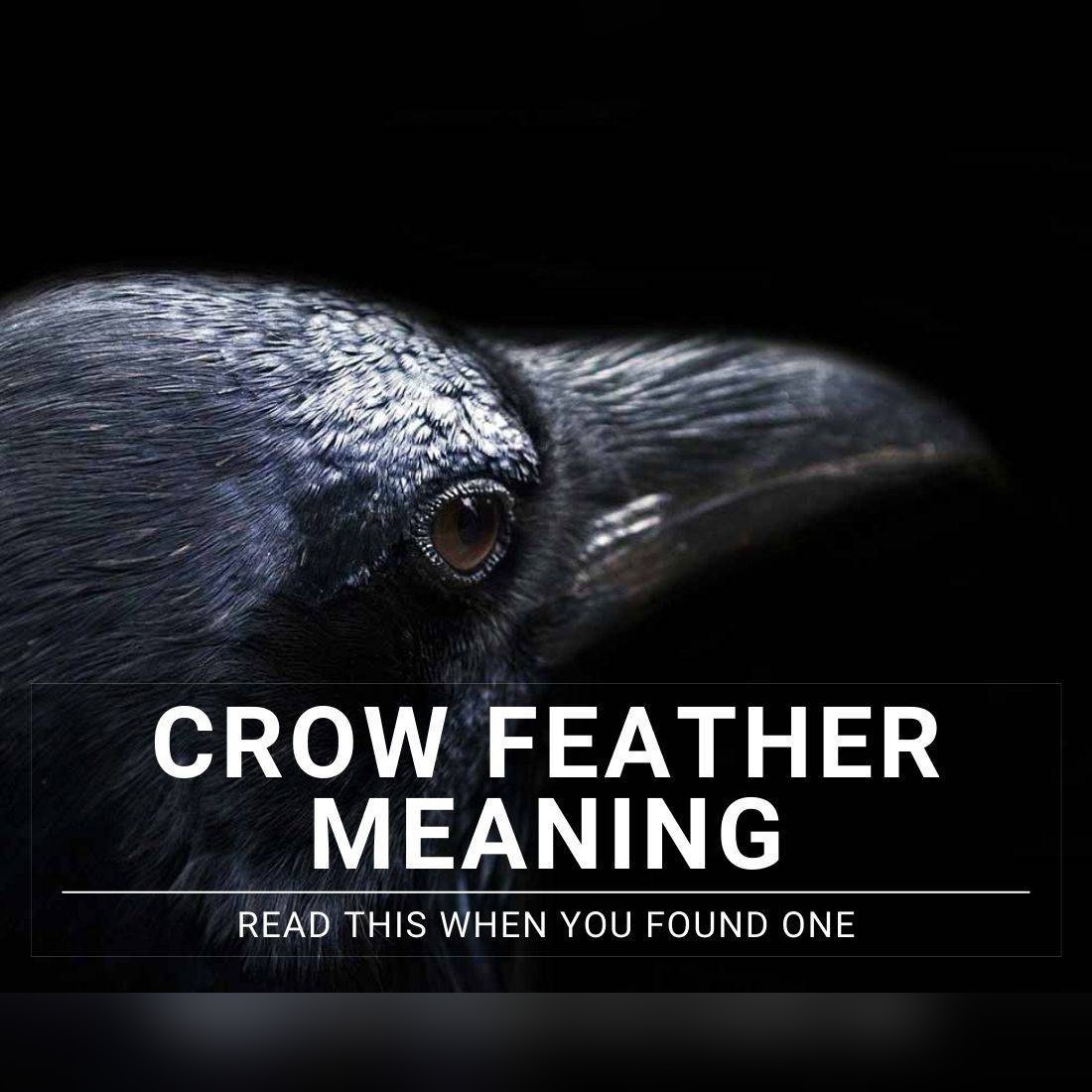 Crow Feather Meaning: Understanding the Deeper Symbol Behind the Find