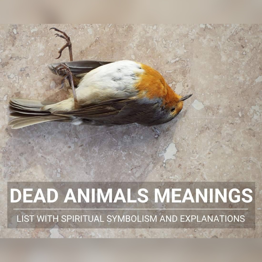 Dead Animals Decoded: Unveil Their Symbolic Secrets [The Ultimate List]