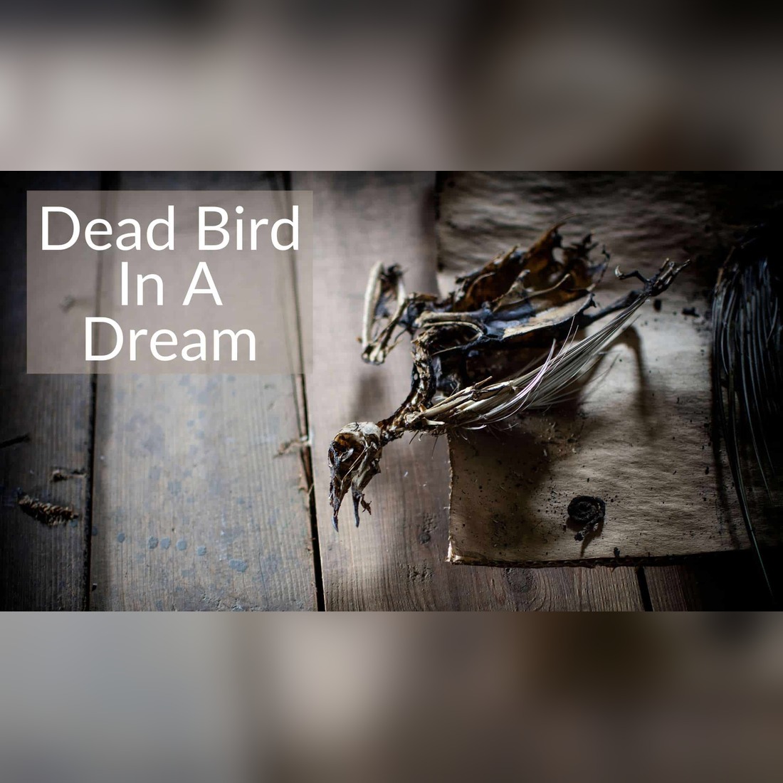 Dead Bird Dream