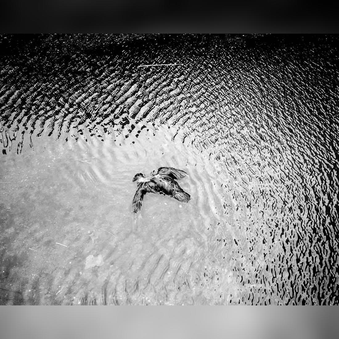 Confronting the Unexpected: Effective Solutions for Dead Birds in Pools