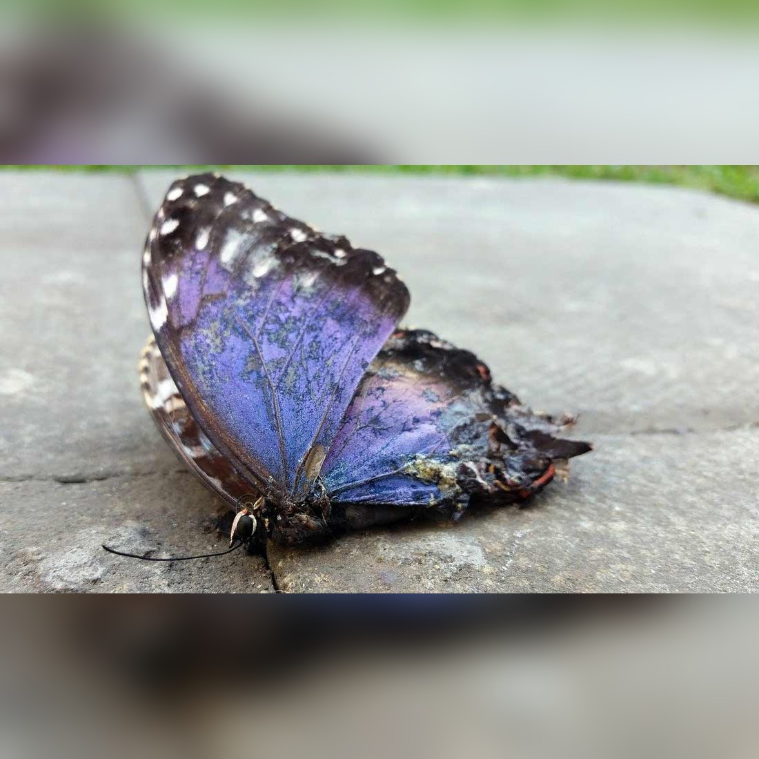 Beyond Death: What Butterfly Spirits Reveal in Their Final Transformation (Dead Butterfly Meaning)