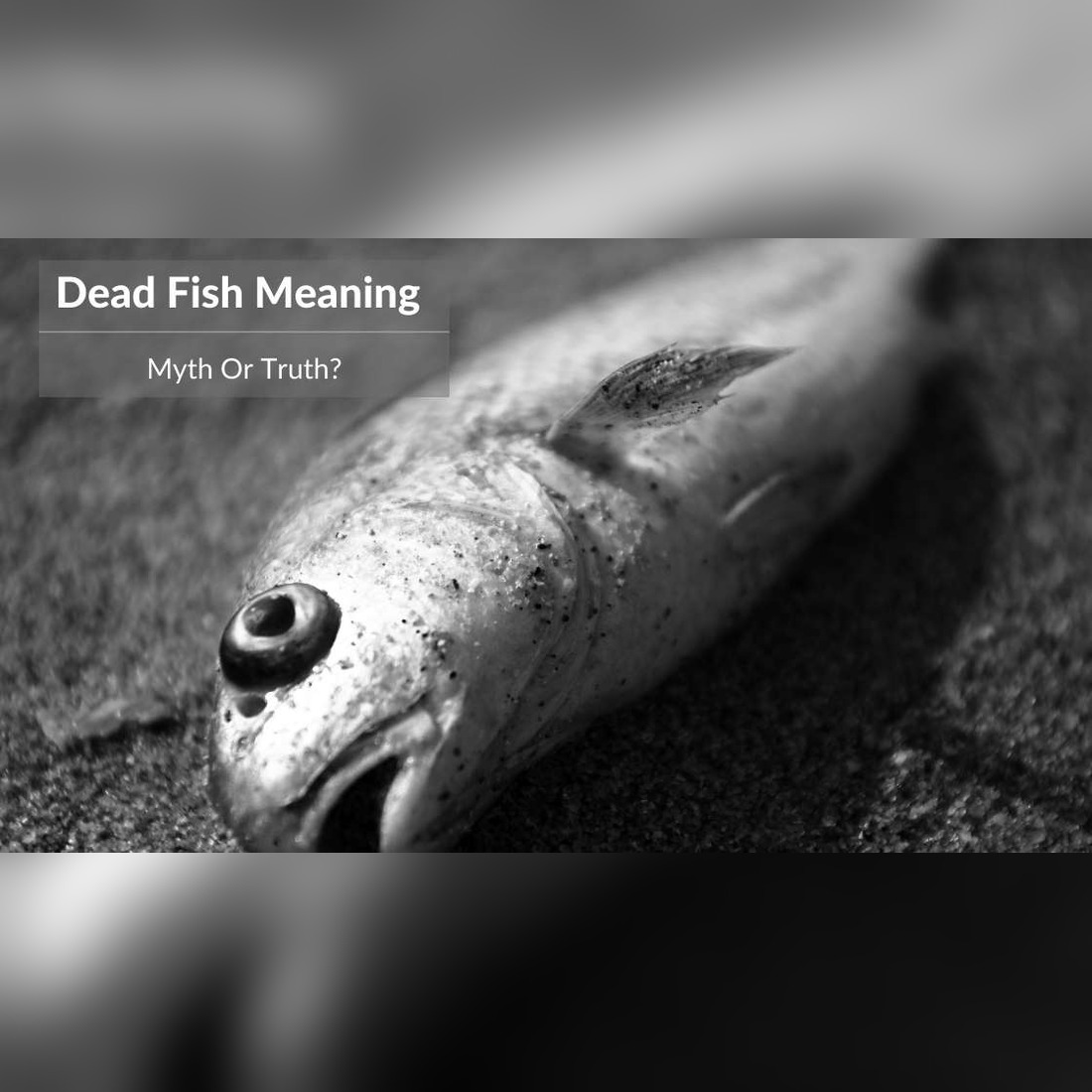 dead fish meaning