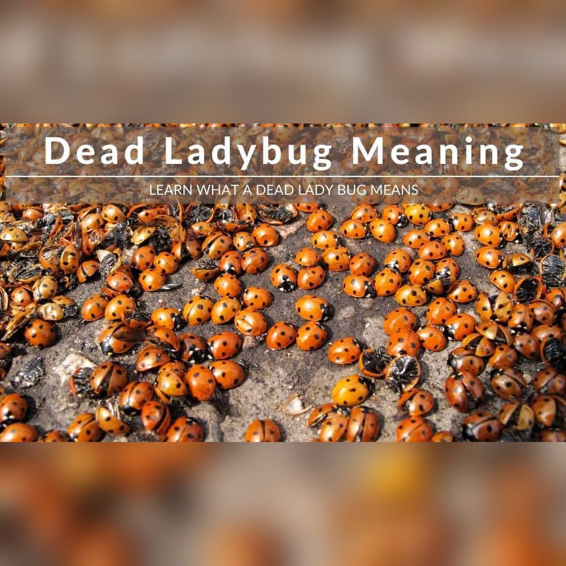dead ladybug meaning