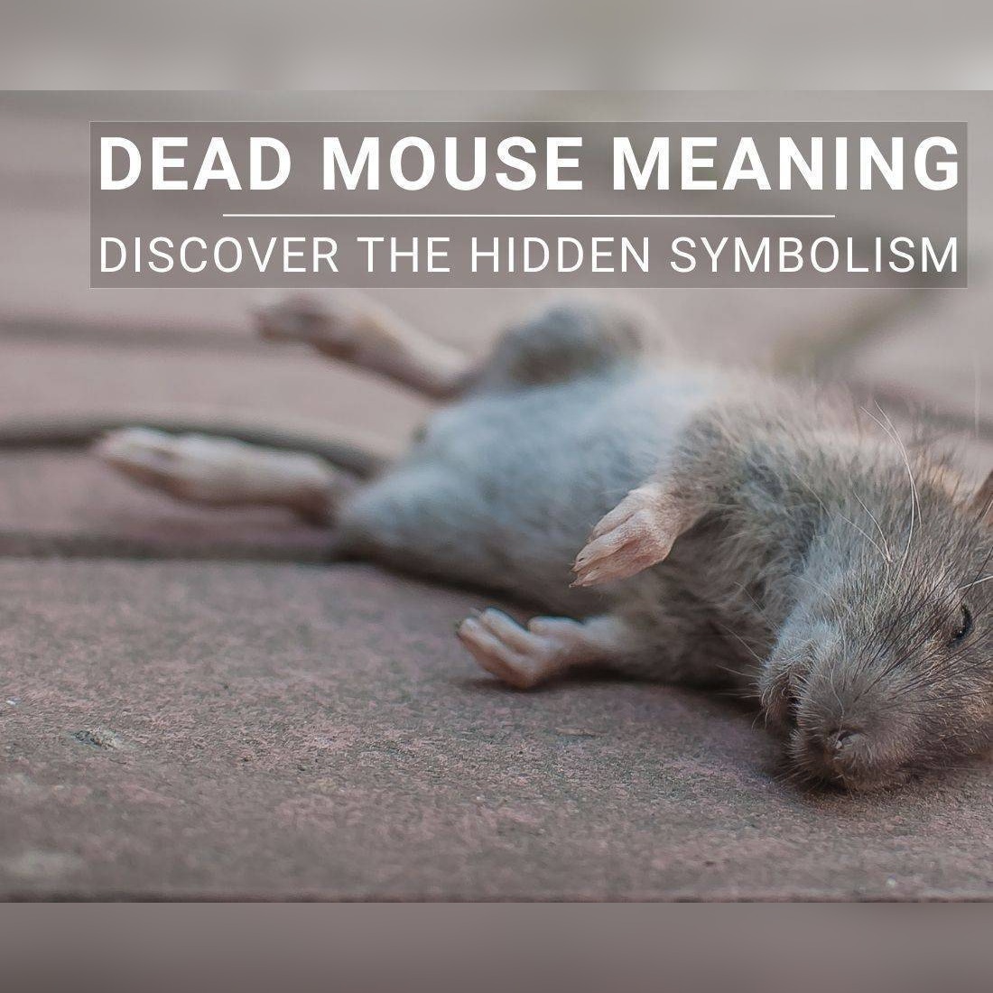 dead mouse meaning