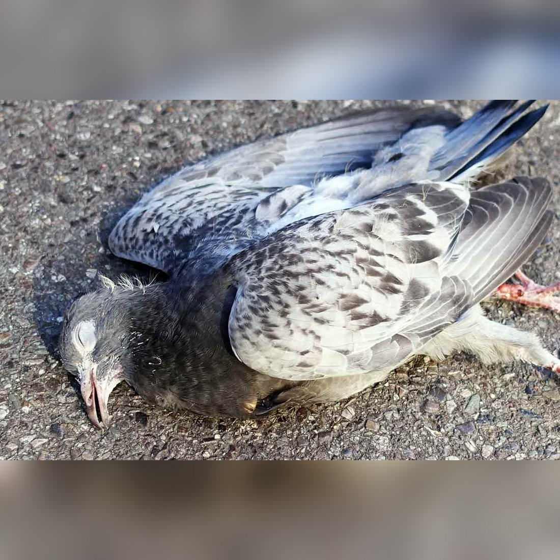 Omen or Blessing? The Mysterious Symbolism of Finding a Dead Pigeon