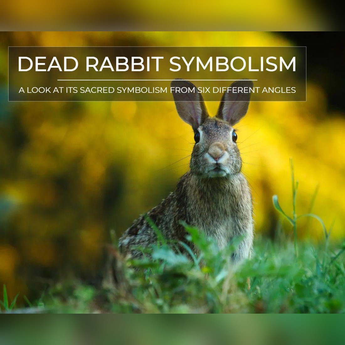 Death and the Rabbit: A Look at Its Sacred Symbolism from Six Different Angles