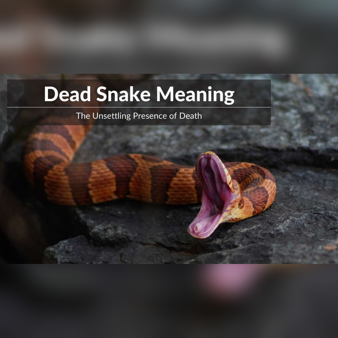From Ancient Omens to Dream Symbols: What Finding a Dead Snake Really Means for Your Future