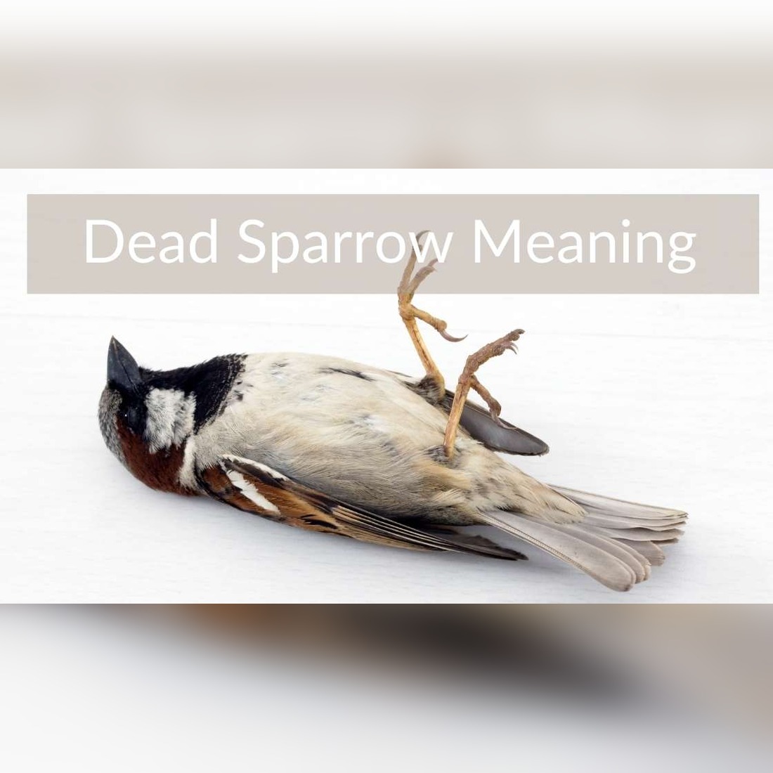 Dead Sparrow Meaning