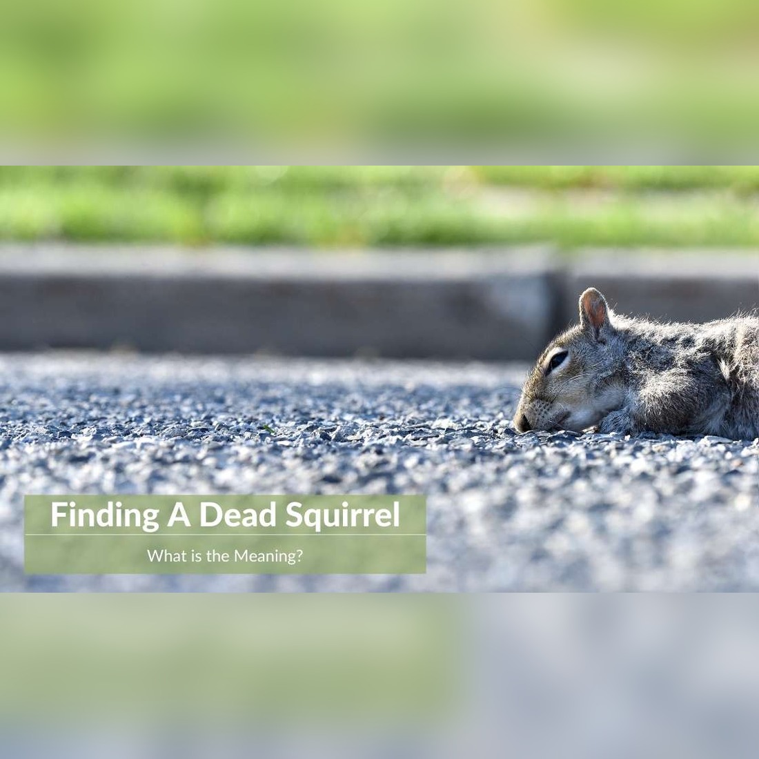 Unveiling the Hidden Message: What a Dead Squirrel Really Means for Your Life Journey