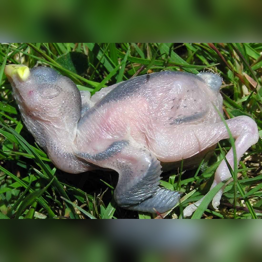 What To Do With A Dead Baby Bird