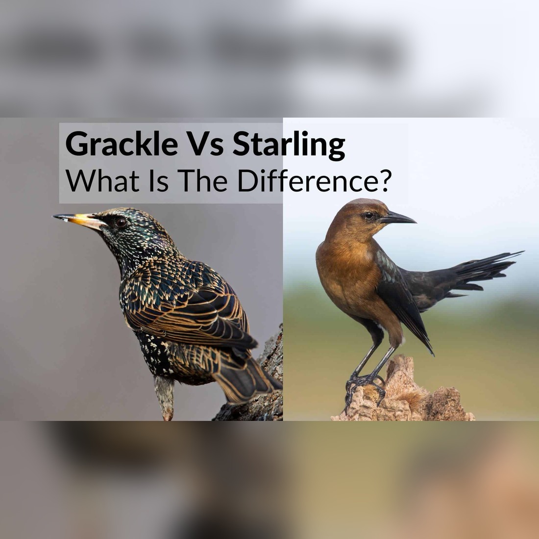 grackle vs starling
