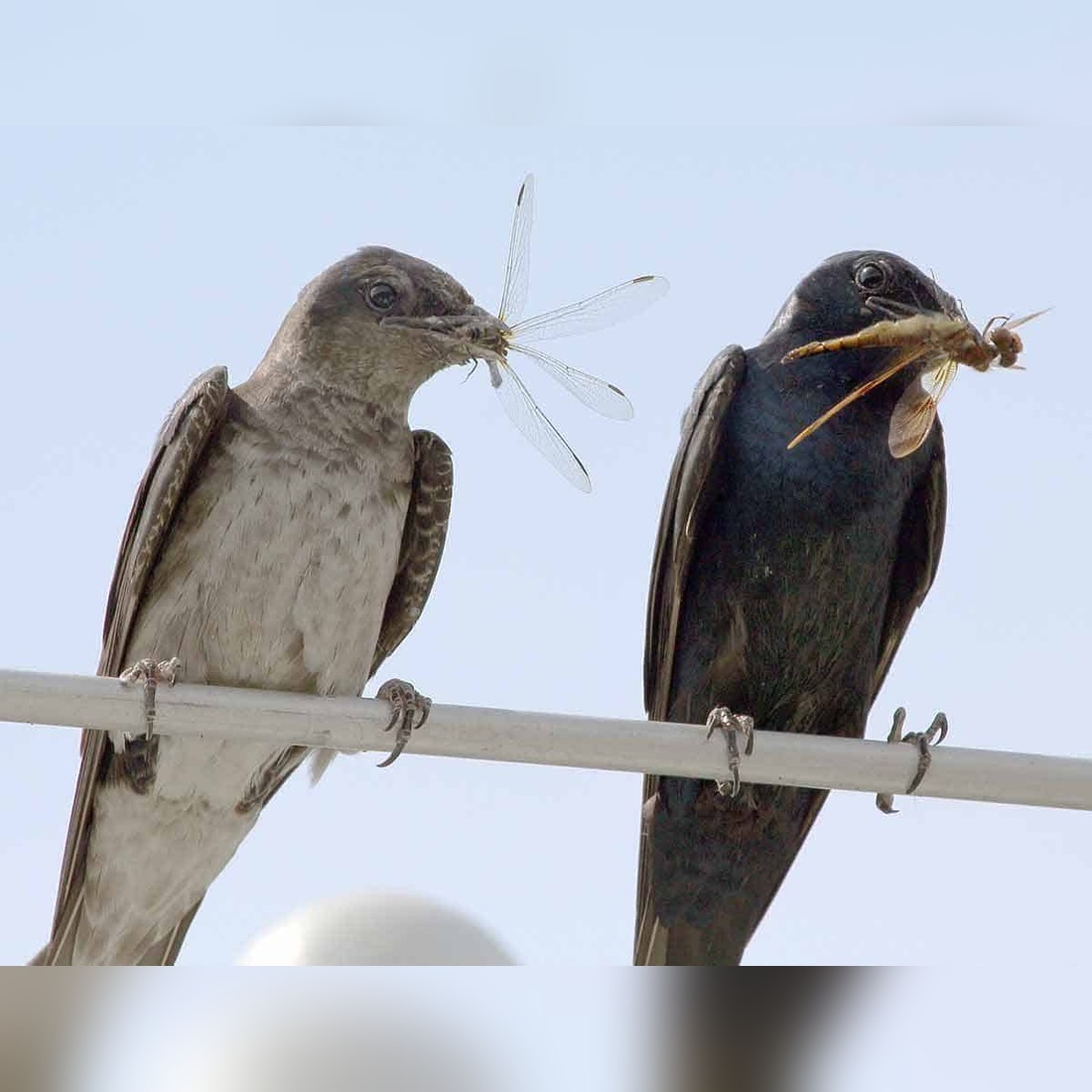 do birds eat dragonflies