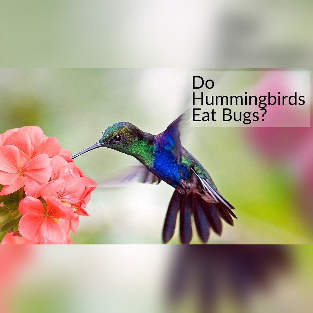 Do Hummingbirds Eat Bugs