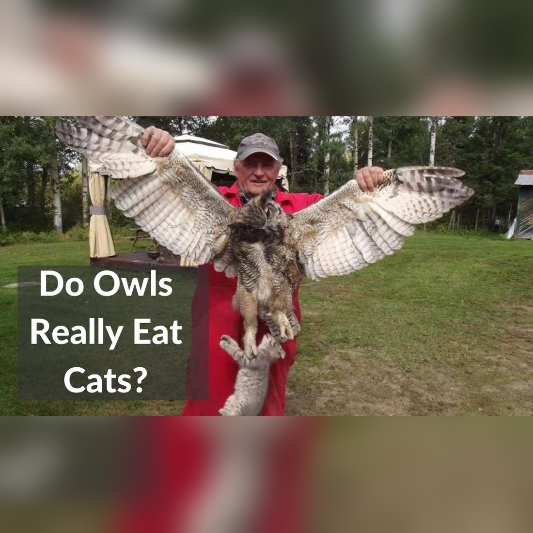 Do Owls Eat Cats