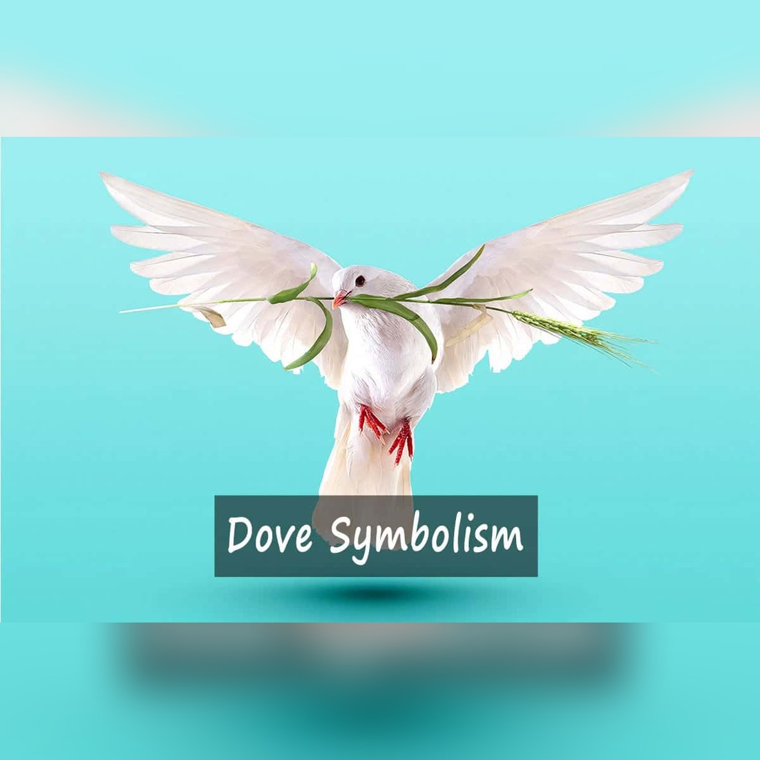 dove symbolism