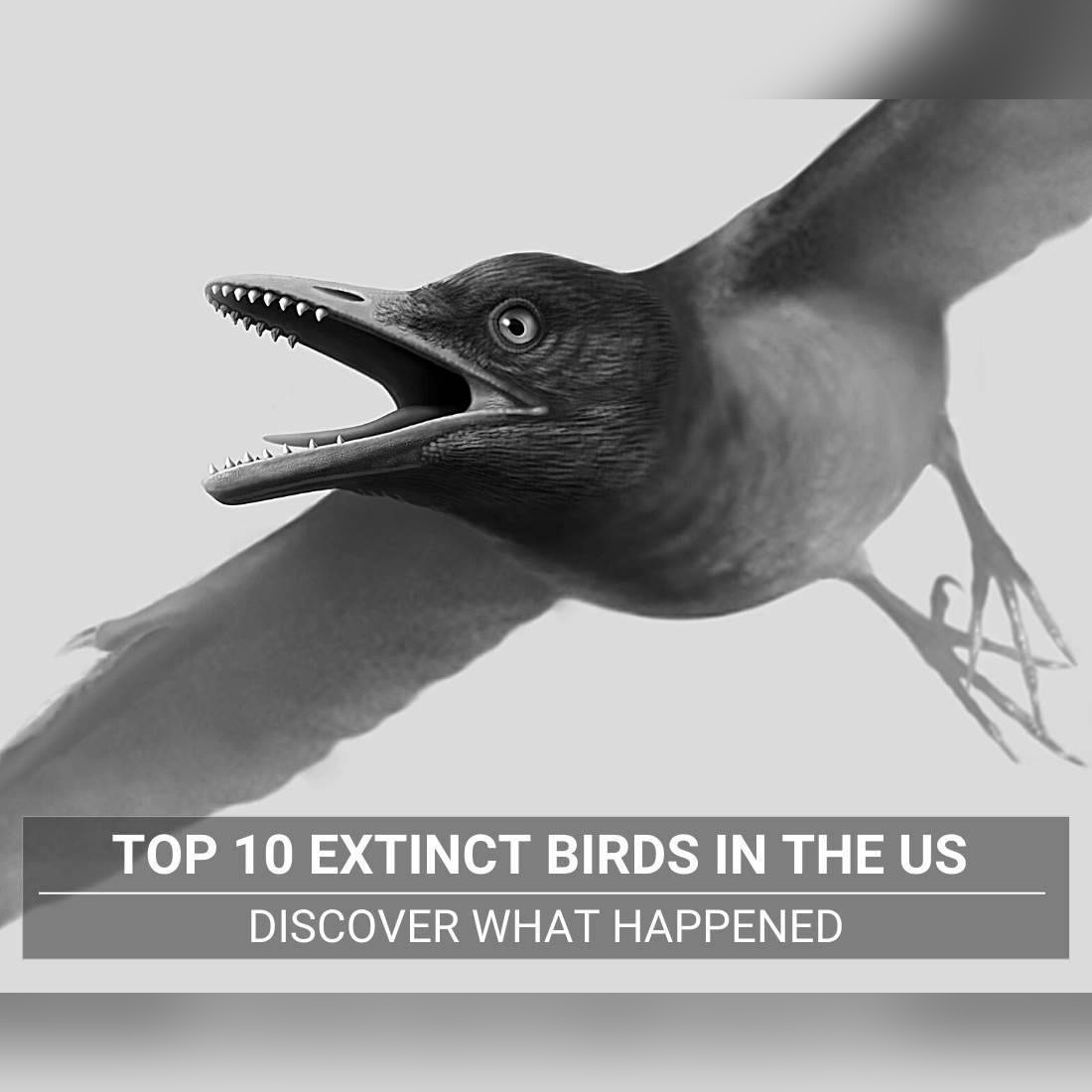 Extinct Birds in the US