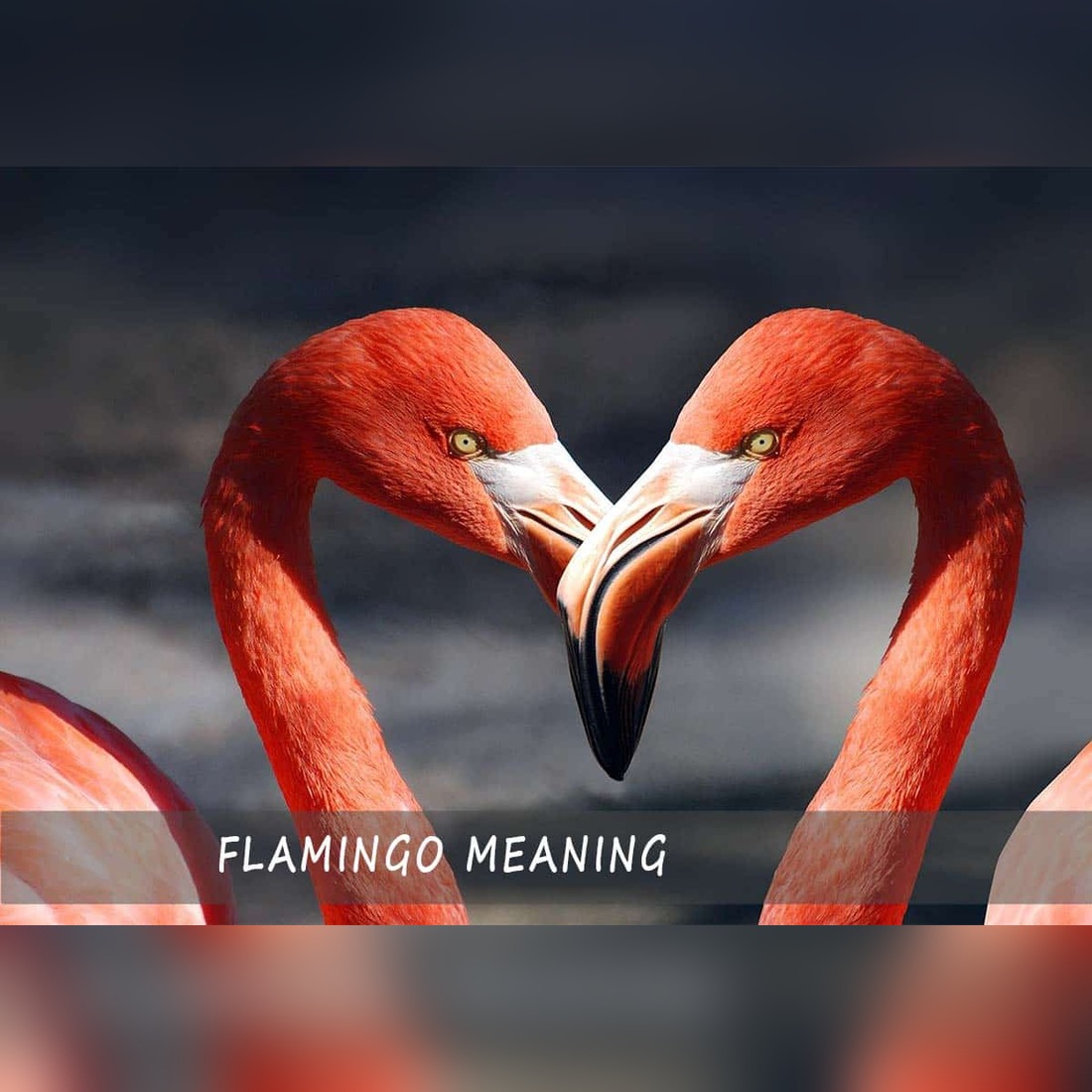 Flamingo Meaning