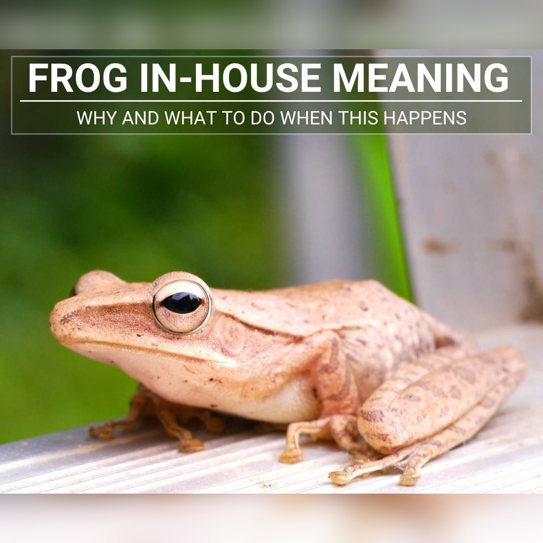 frog in-house meaning