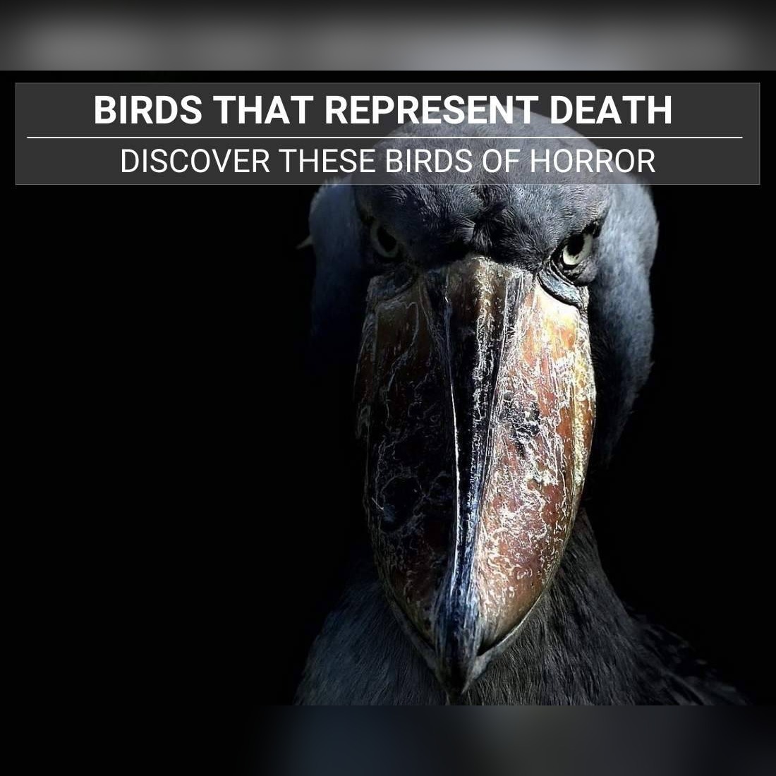Birds That Symbolize Death
