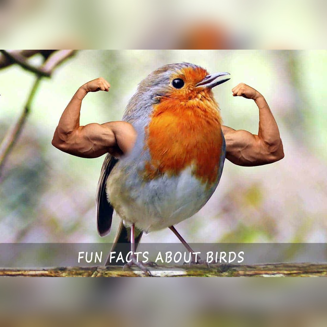 Fun facts about birds