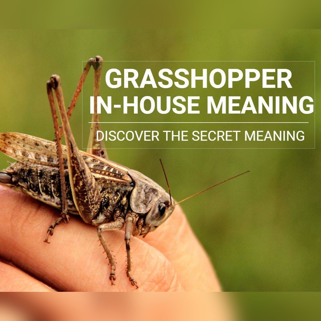 Grasshopper In-House Meaning