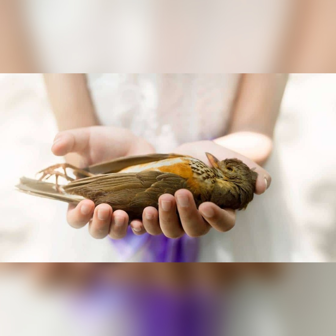 Best Ways to Handle Dead Birds: Health and Hygiene