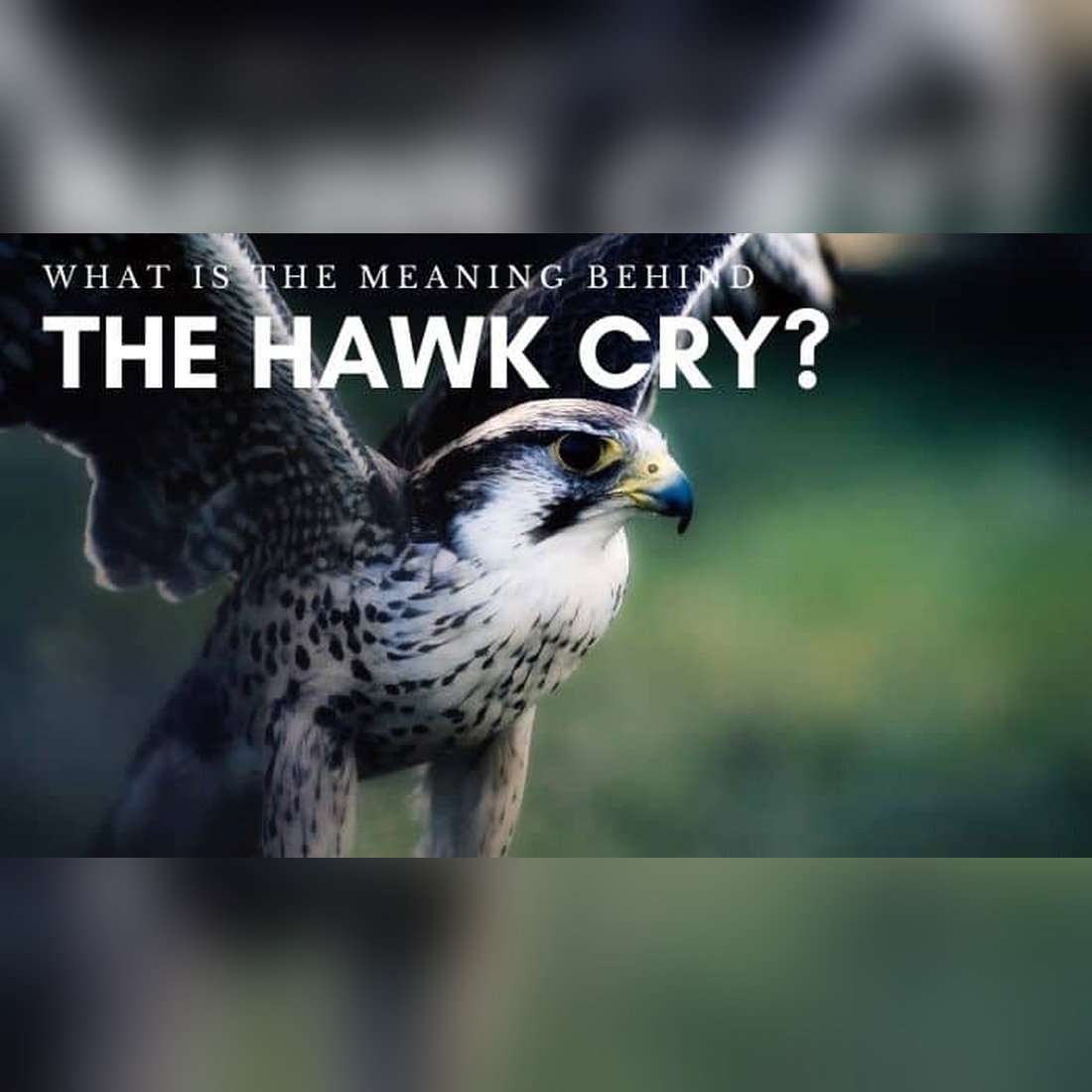 Hawk cry meaning