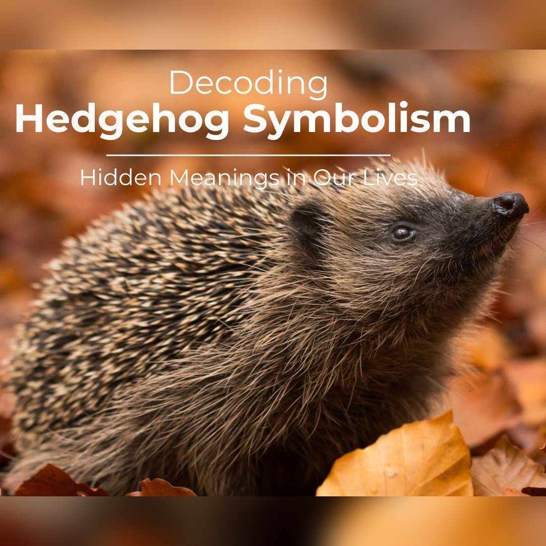 hedgehog symbolism