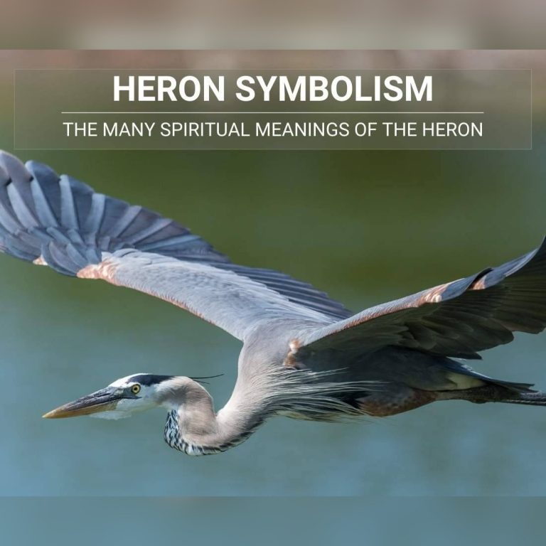 Blue Heron Symbolism Spiritual Meanings Cultural Significance